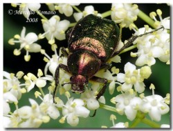 Insetti dalla Croazia: Indice fotografico
